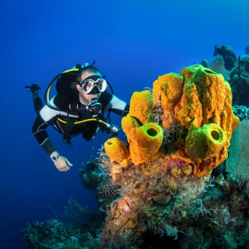Octopus Dive Centre