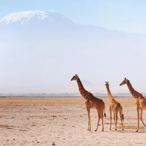 East Africa Safari Bookers