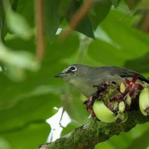 Birding Seychelles