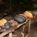 Nature Senses Tours