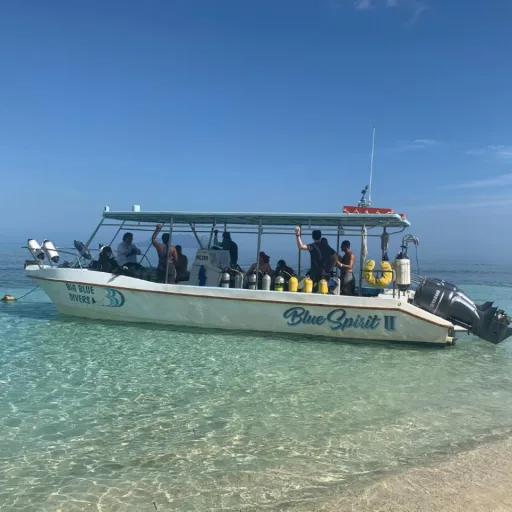 Big Blue Divers