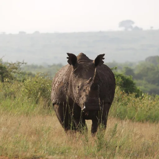 Pita Safaris