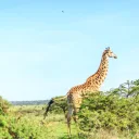 Pita Safaris