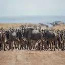 Zanzi African Safaris