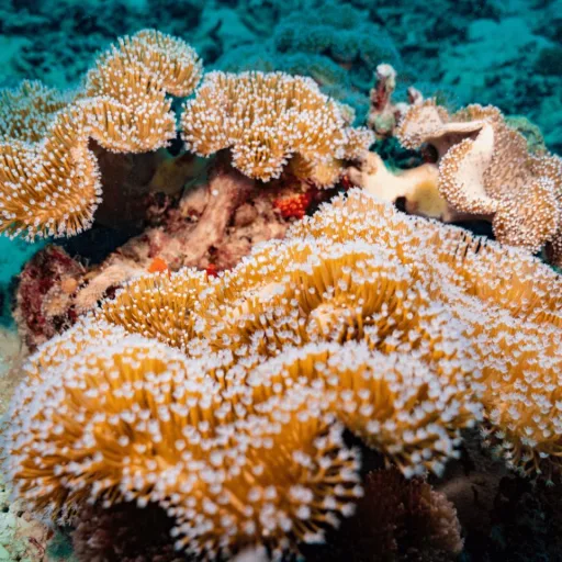 Free Diving Seychelles