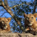 Africa Venture Safaris