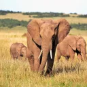 Absolute Holiday Safaris