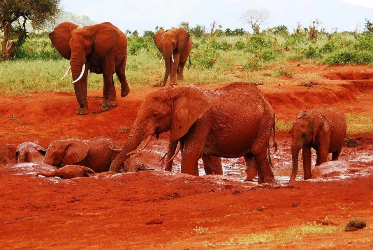 12 dagen Best of Kenya and Tanzania
