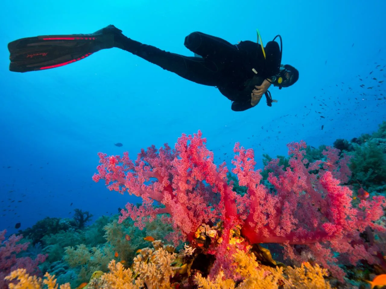 Programme Basic Diver SSI (Session en piscine + 2 plongées en mer) à Mahé