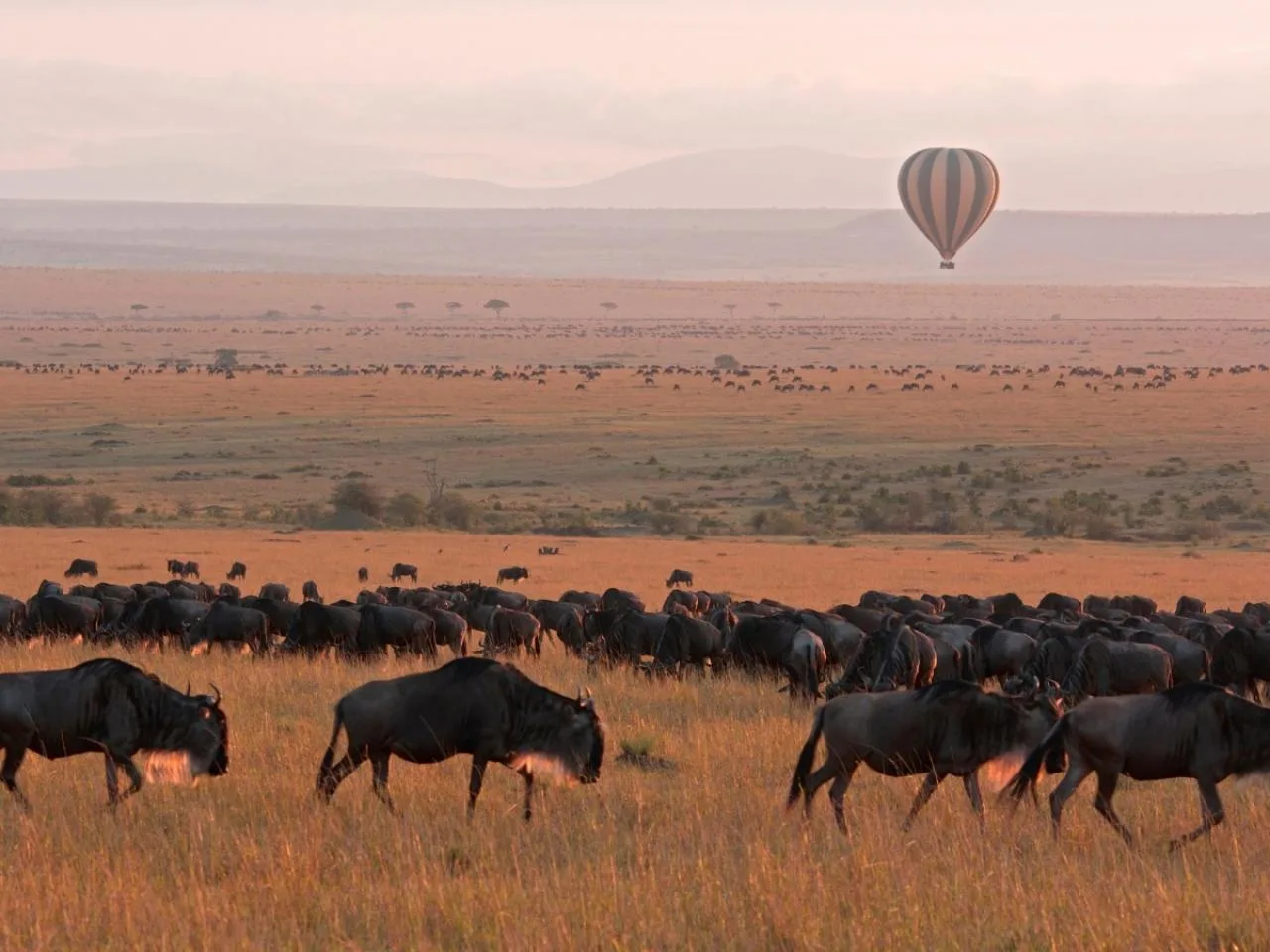 4 Dagen Kenia Budget Safari naar Masai Mara en Lake Nakuru