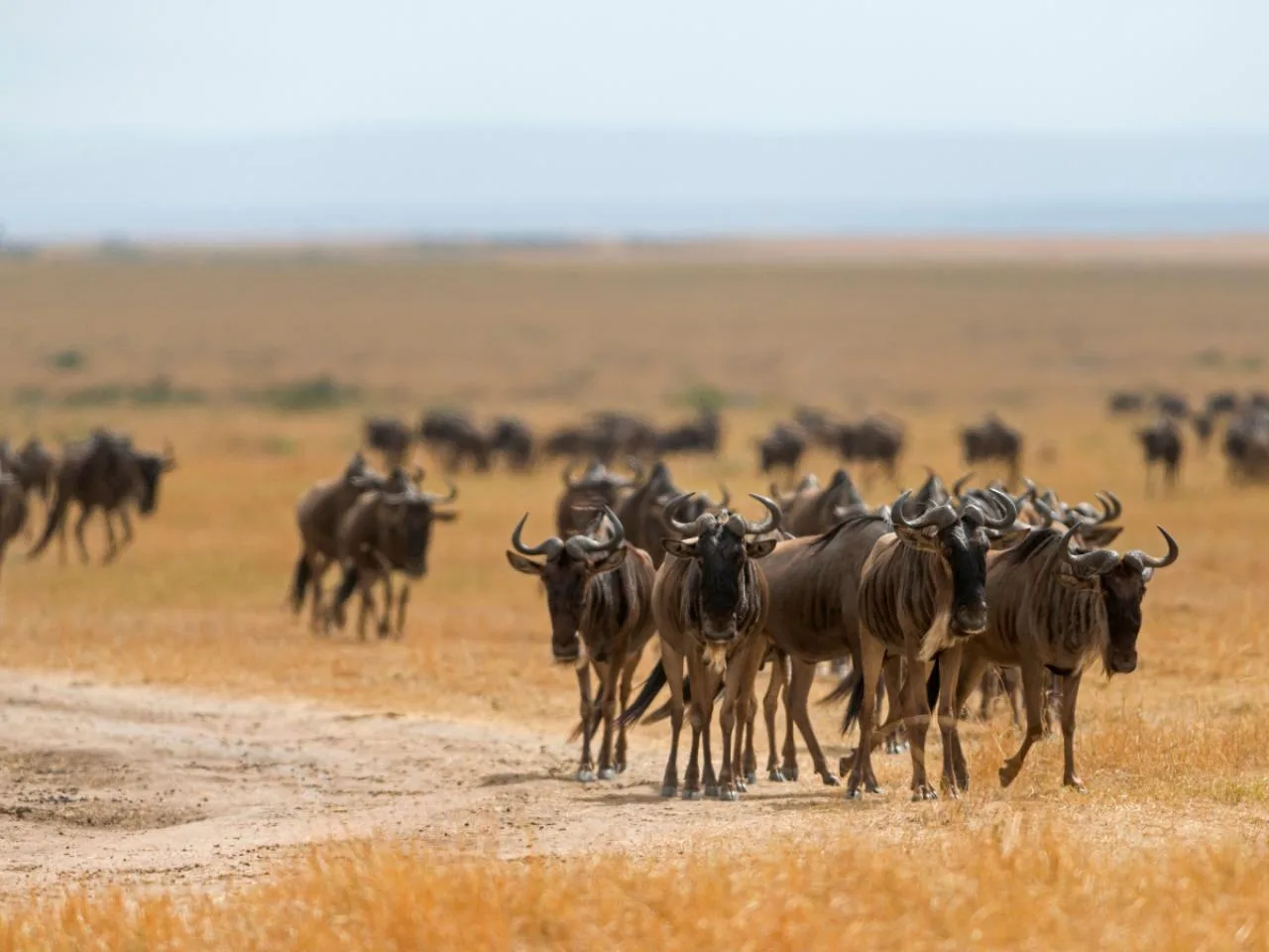 6 jours de safari à Masai Mara, au lac Nakuru et à Amboseli en jeep