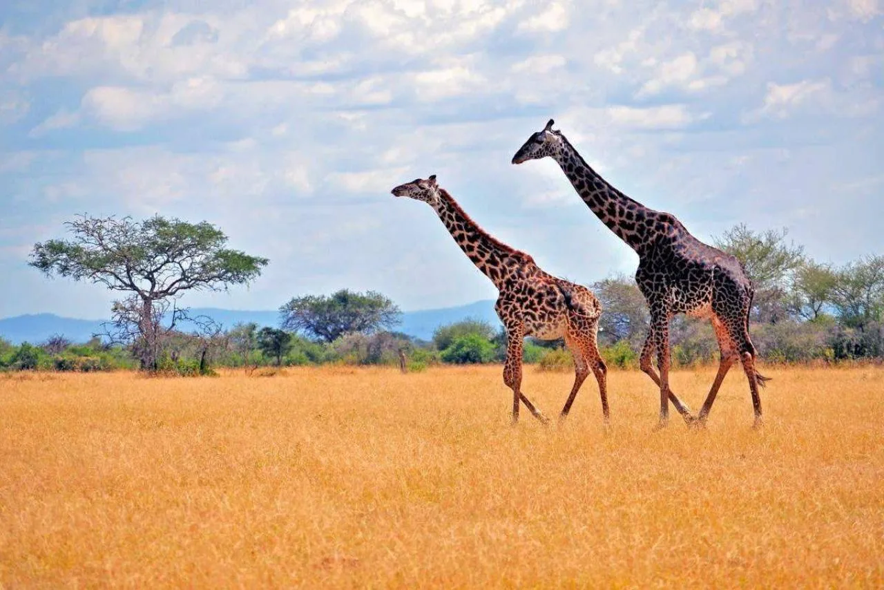 3 dni safari w Maasai Mara
