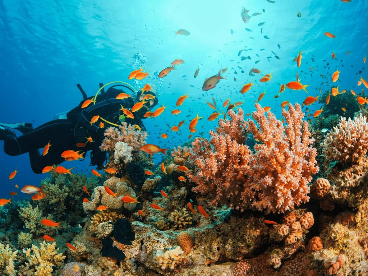 Excursion de plongée unique à Praslin, Seychelles