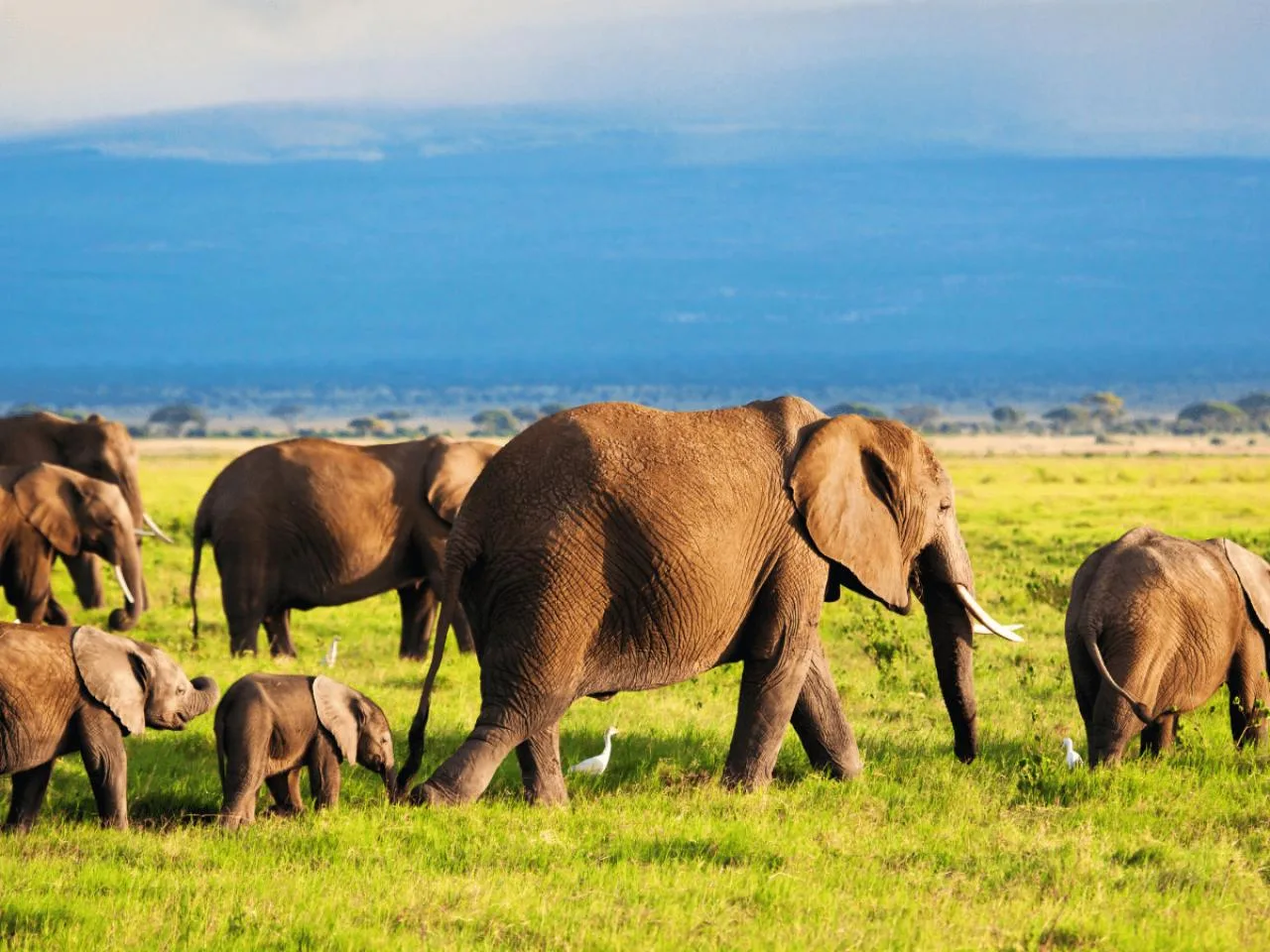 3-daagse safari naar de Masai Mara National Reserve met 4X4 Land Cruiser