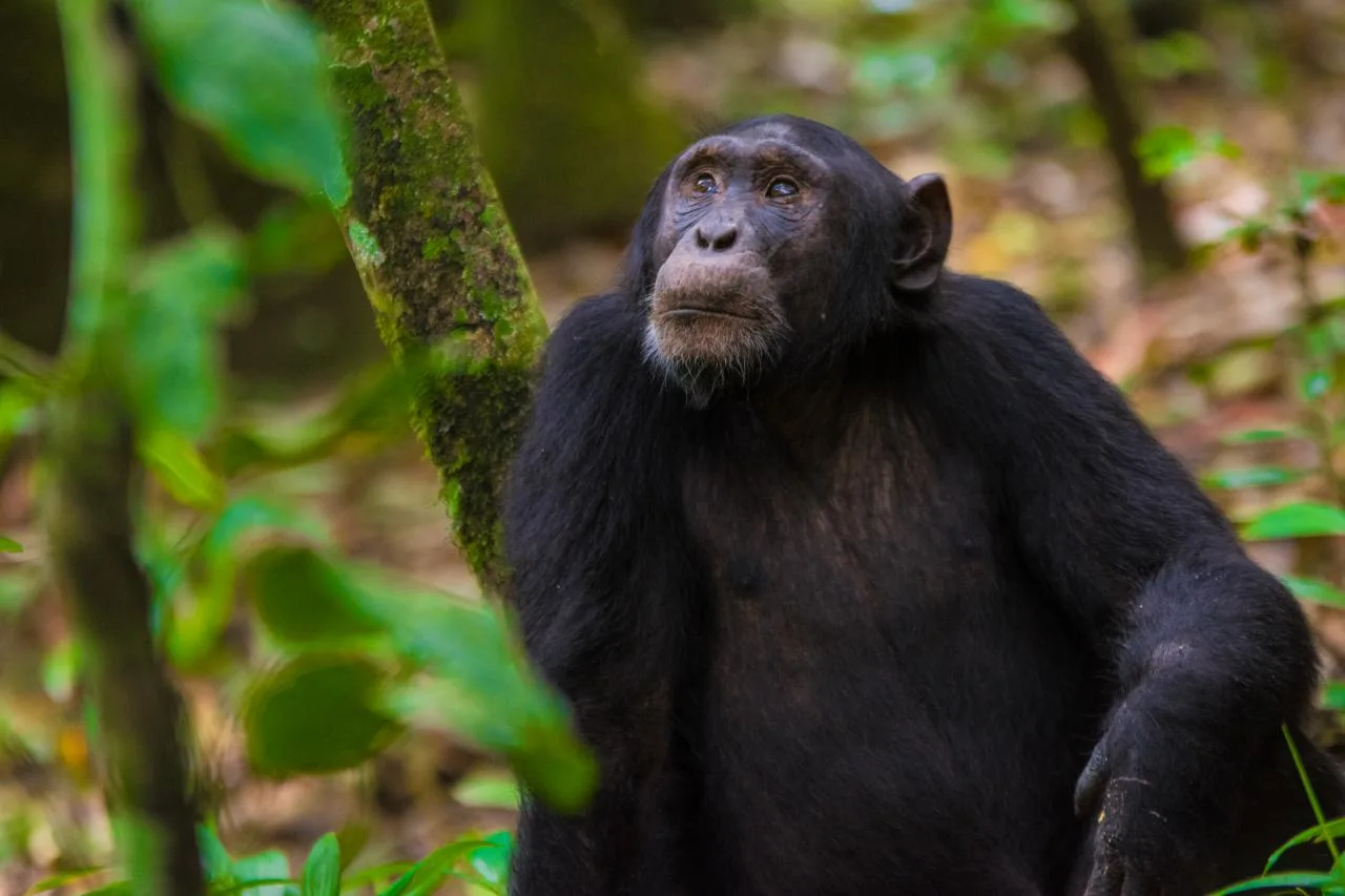 Day with the Orphaned Chimpanzees - Ngamba Island