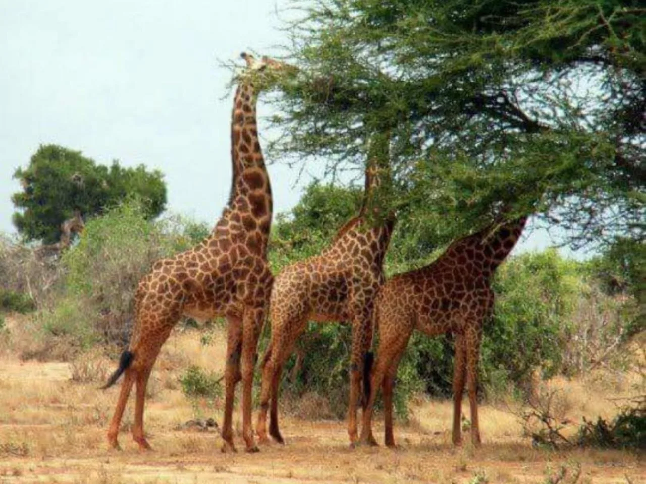 2 días de safari en el Paquete Tsavo East en Kenia