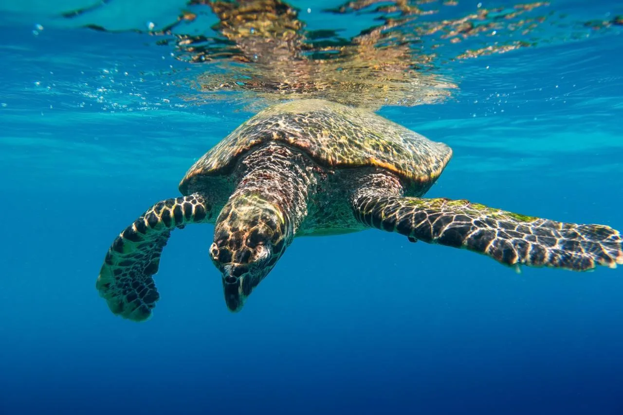 Full-day snorkeling tour to Coco, Felicite and Sister with BBQ