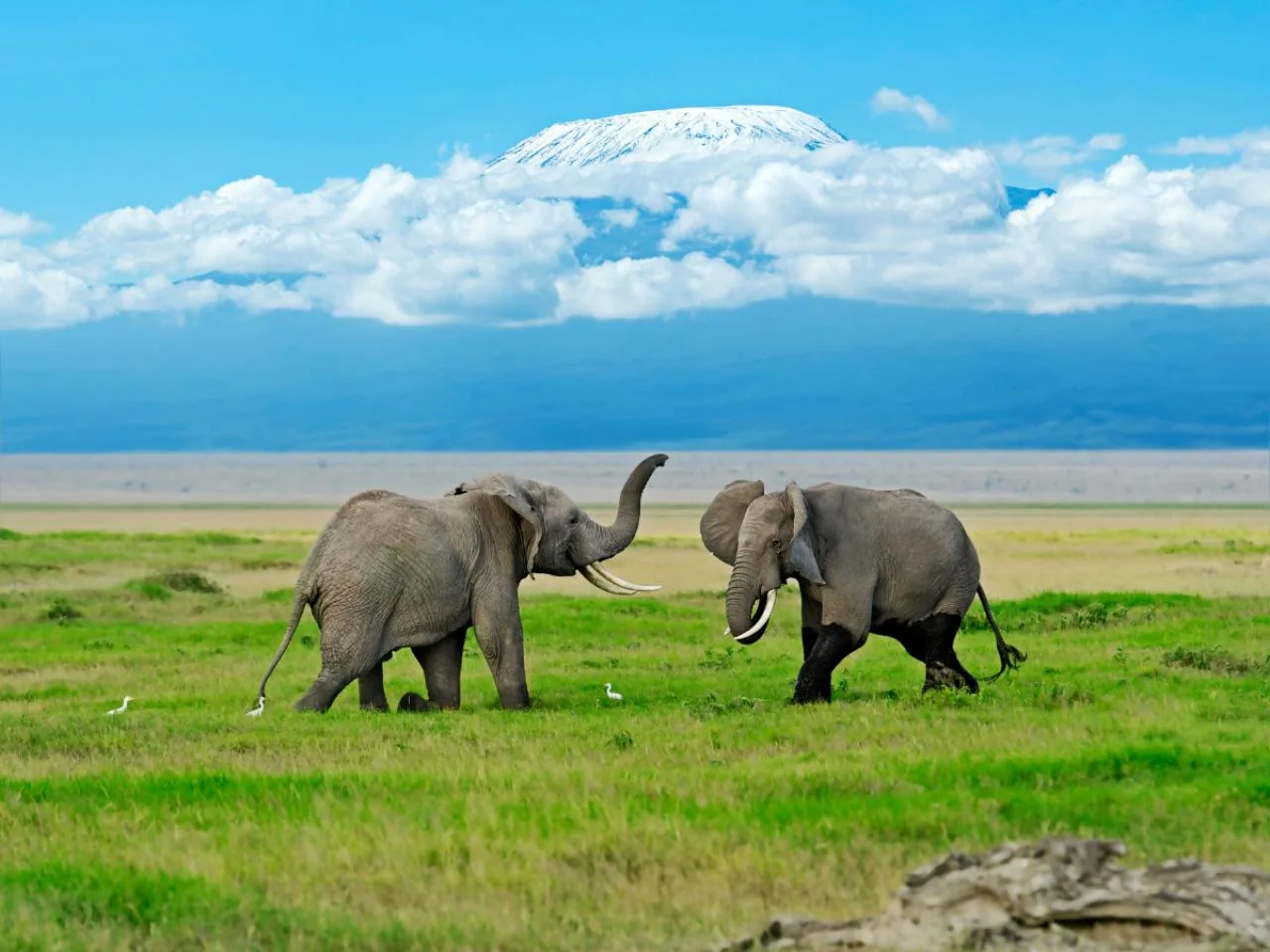 6 Giorni Il Meglio del Kenya Safari Masai Mara, Lake Nakuru e Amboseli