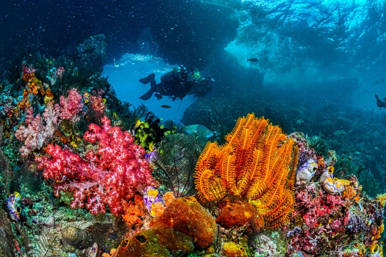 Wycieczka nurkowa z dwoma butlami na Praslin, Seszele
