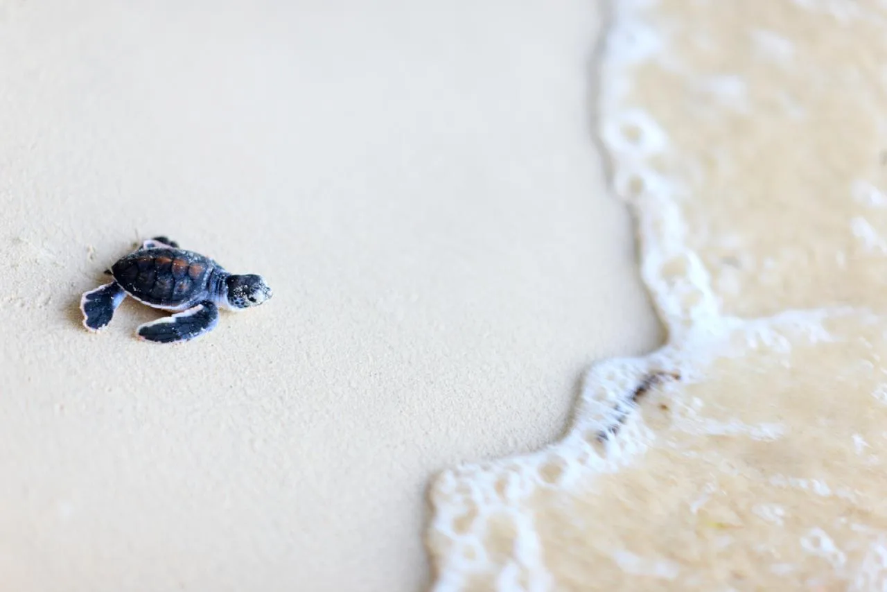 Full-Day Snorkeling Tour to Big Sister, Coco & Félicité with BBQ
