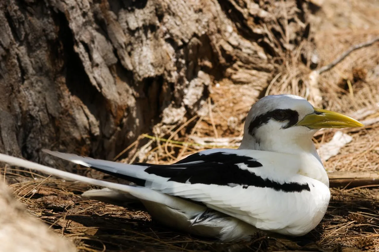 Bird Watching Tour to Praslin & Cousin Island from Mahé