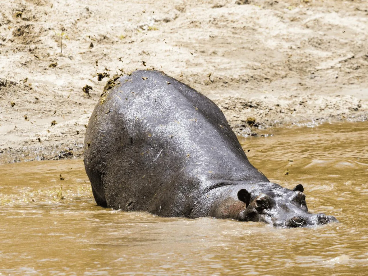3 Daagse Wildebeestmigratie Masai Mara Groepssafari Tour