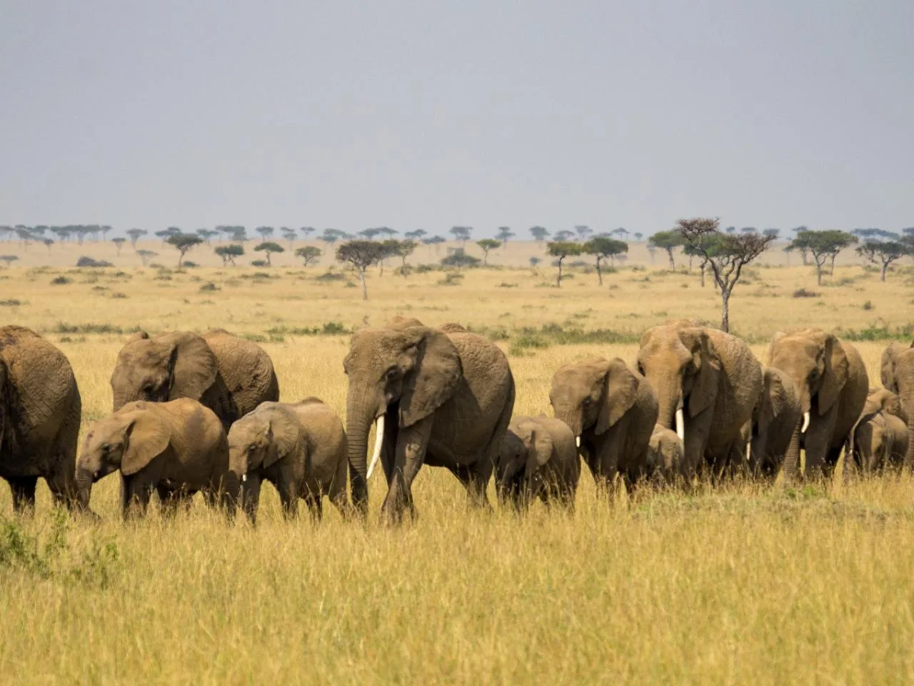 4-tägige Maasai Mara & Lake Nakuru Tour
