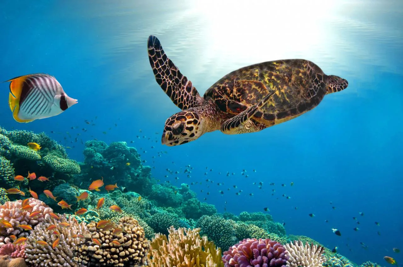 Full-day snorkeling tour to Small & Big Sister and Felicite with BBQ
