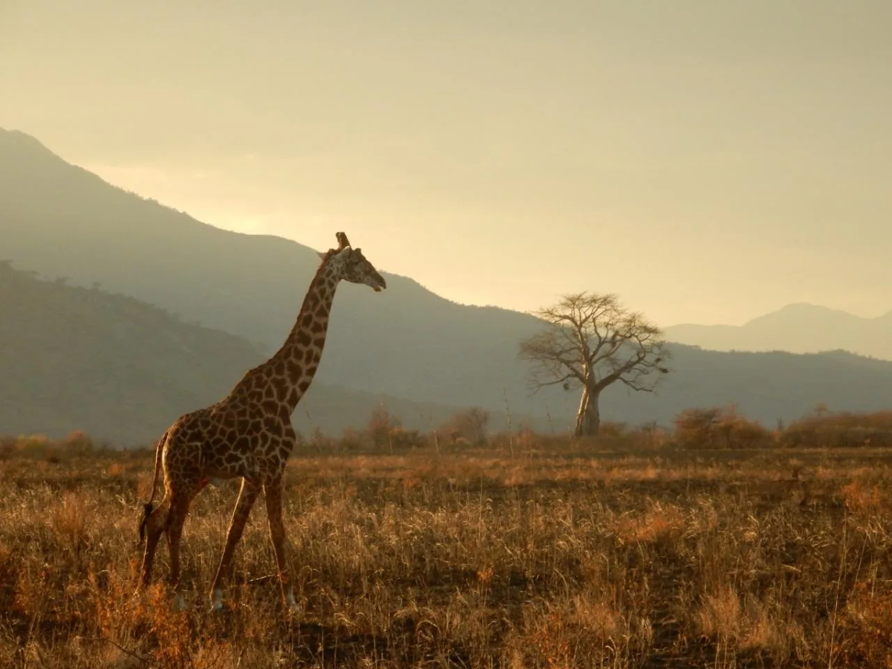 7-daagse Masai Mara, Nakuru, Naivasha & Amboseli Safari met Van