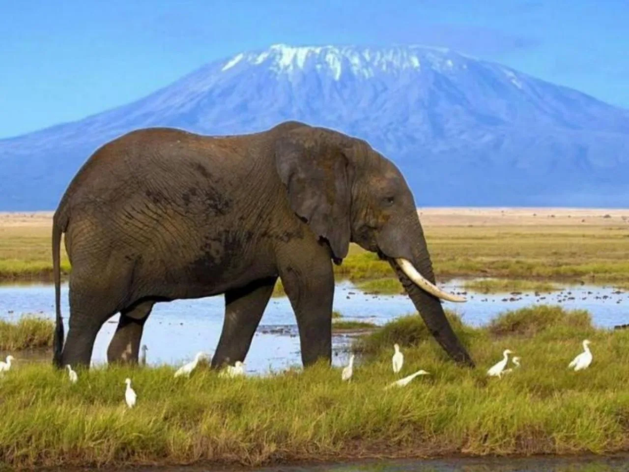 Kenya Tanzania Group Joining Safari Tour