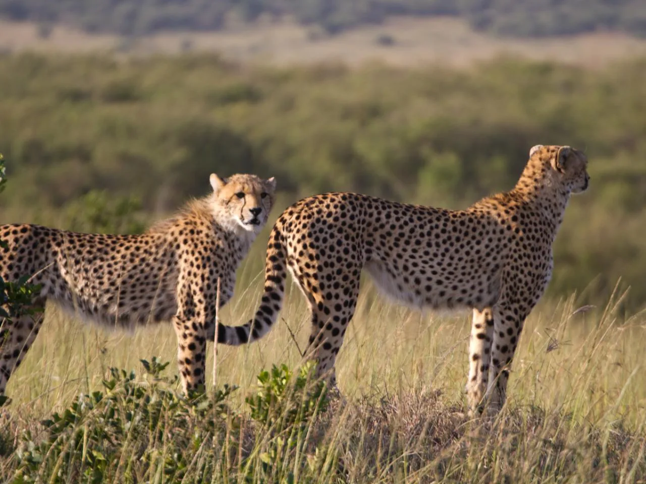 7-Day Masai&nbsp;Mara, Nakuru, Naivasha & Amboseli Safari with 4X4 Cruiser