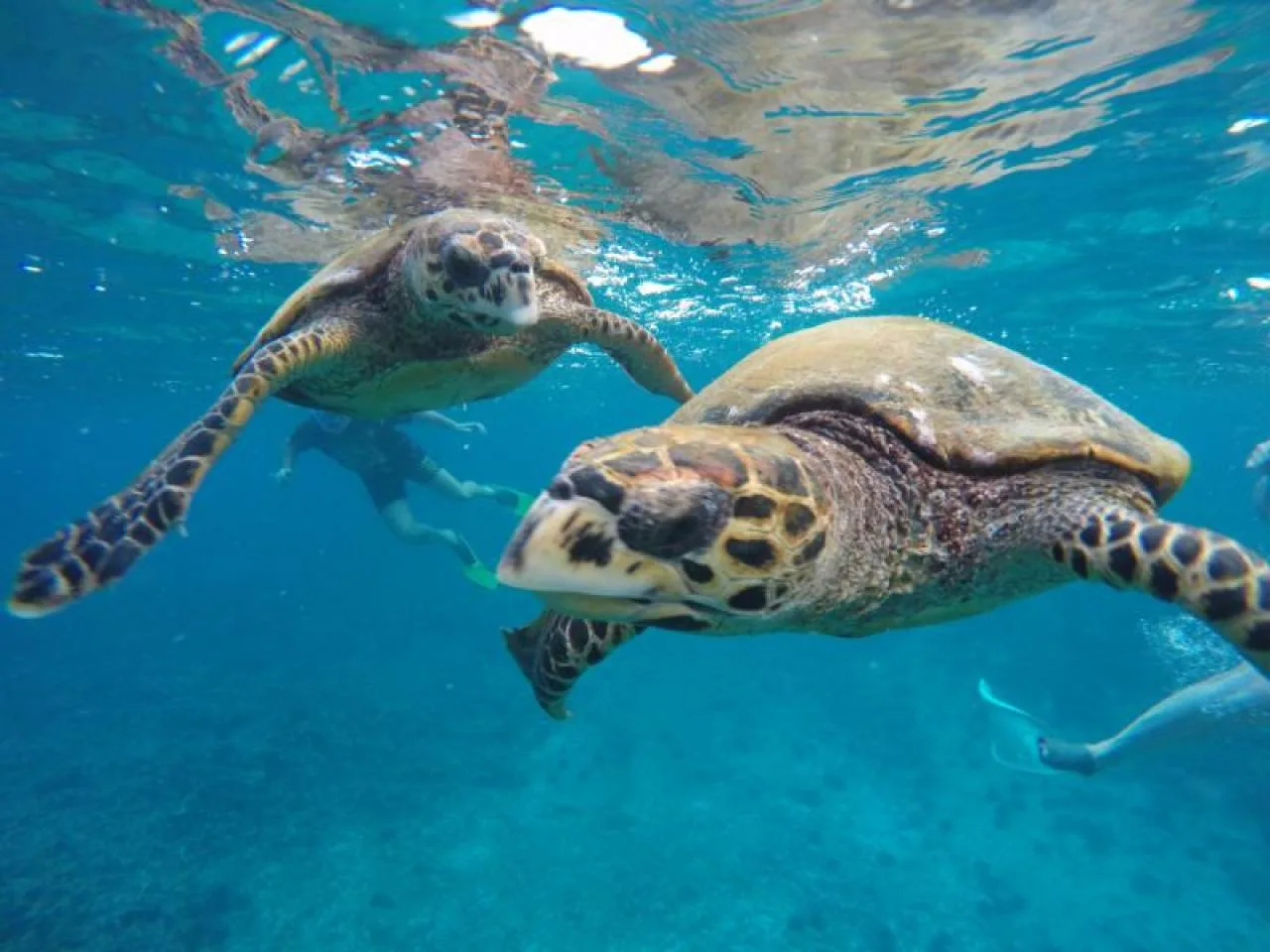 Escursione di mezza giornata di snorkeling a Coco, Felicite e Sister con video GoPro