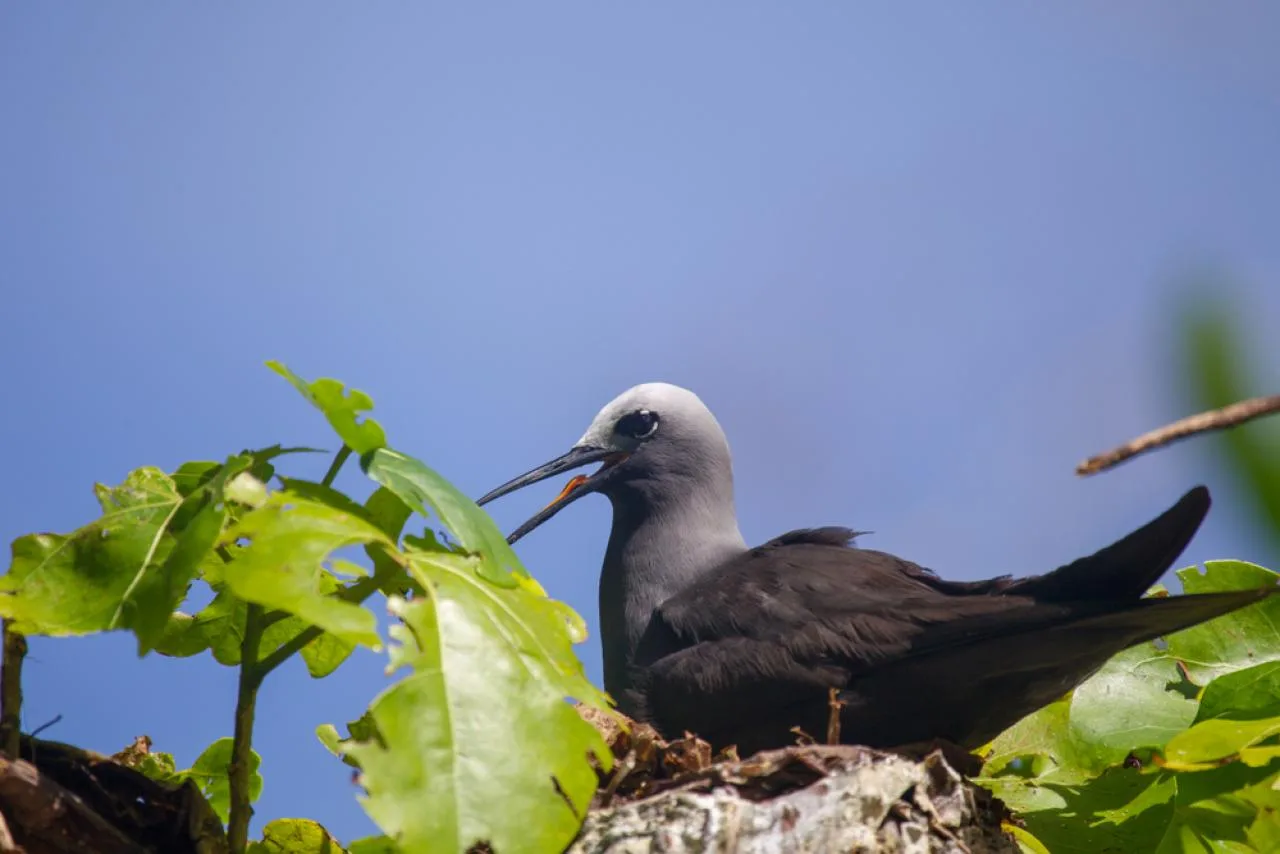 Vogelspotting-tour naar Aride Island vanaf Mahé