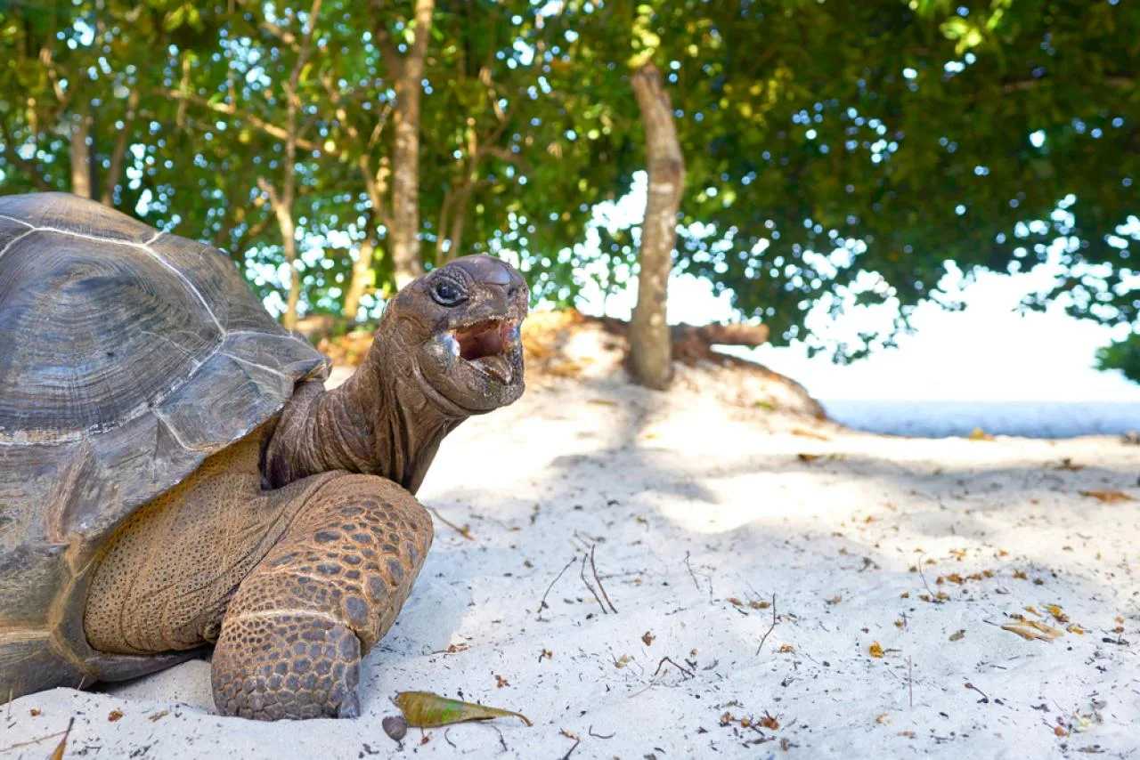 Privétransfer van Félicité Island naar La Digue Island & terug
