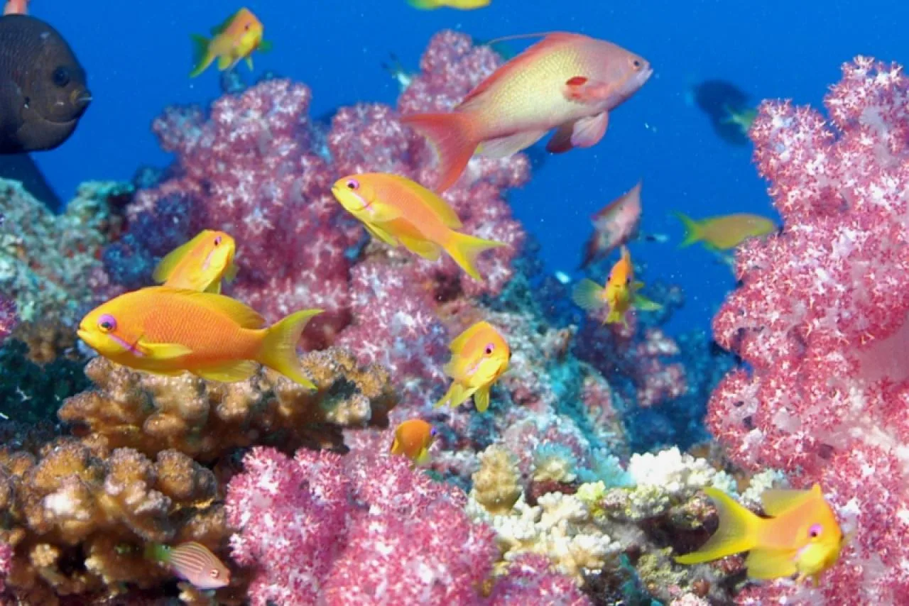 Plongée sous-marine d'initiation à l'île de Praslin