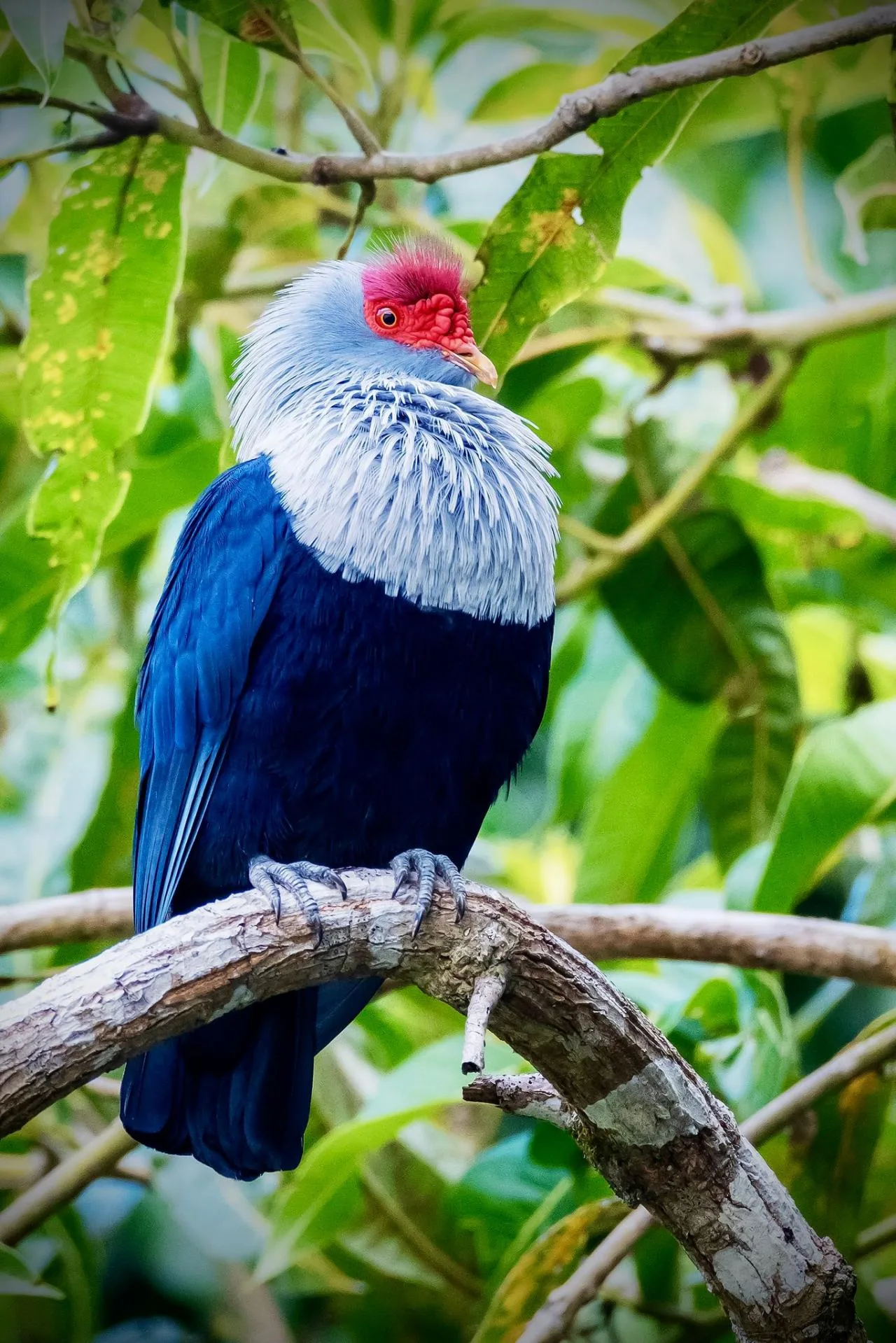 Tour di un giorno intero per il birdwatching sull'isola di Mahé