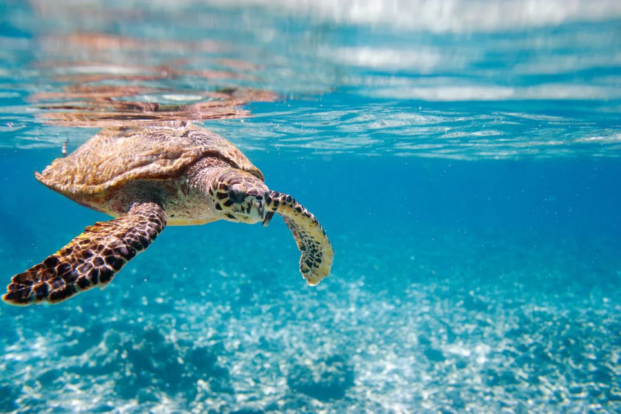 Full-Day Boat Charter with BBQ to Big Sister & Coco Islands