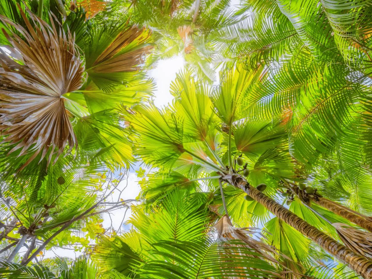 2,5-godzinna wycieczka do Vallee de Mai na wyspie Praslin