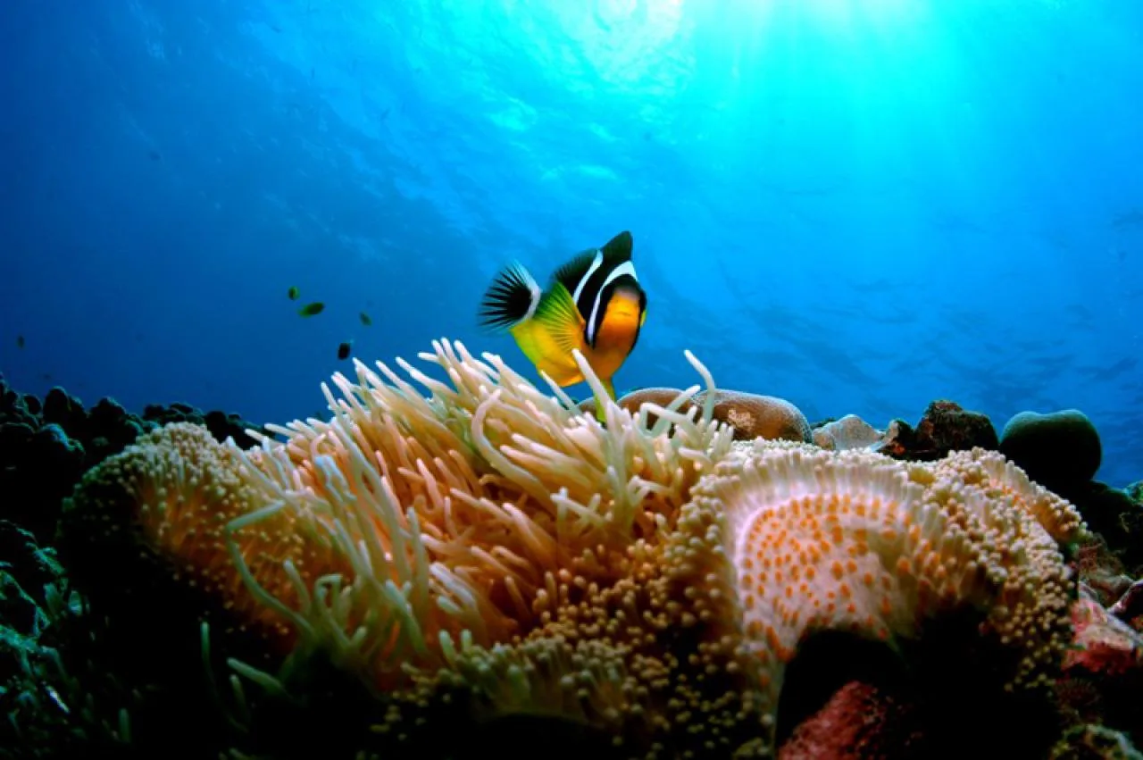 Single Dive Excursion on Praslin Island