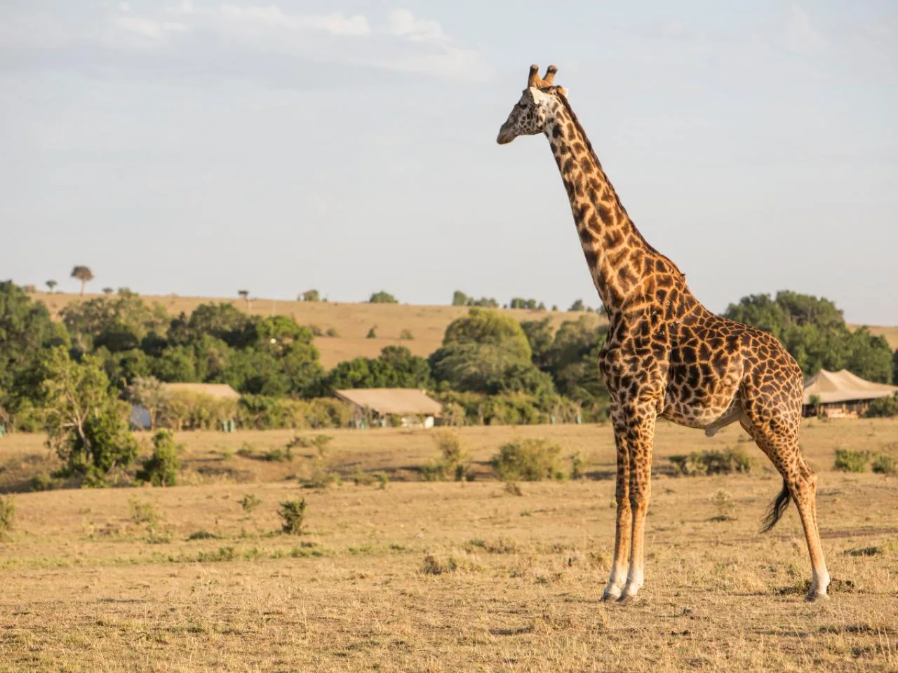 Safari de 5 Dias na Reserva Nacional Masai Mara e mais