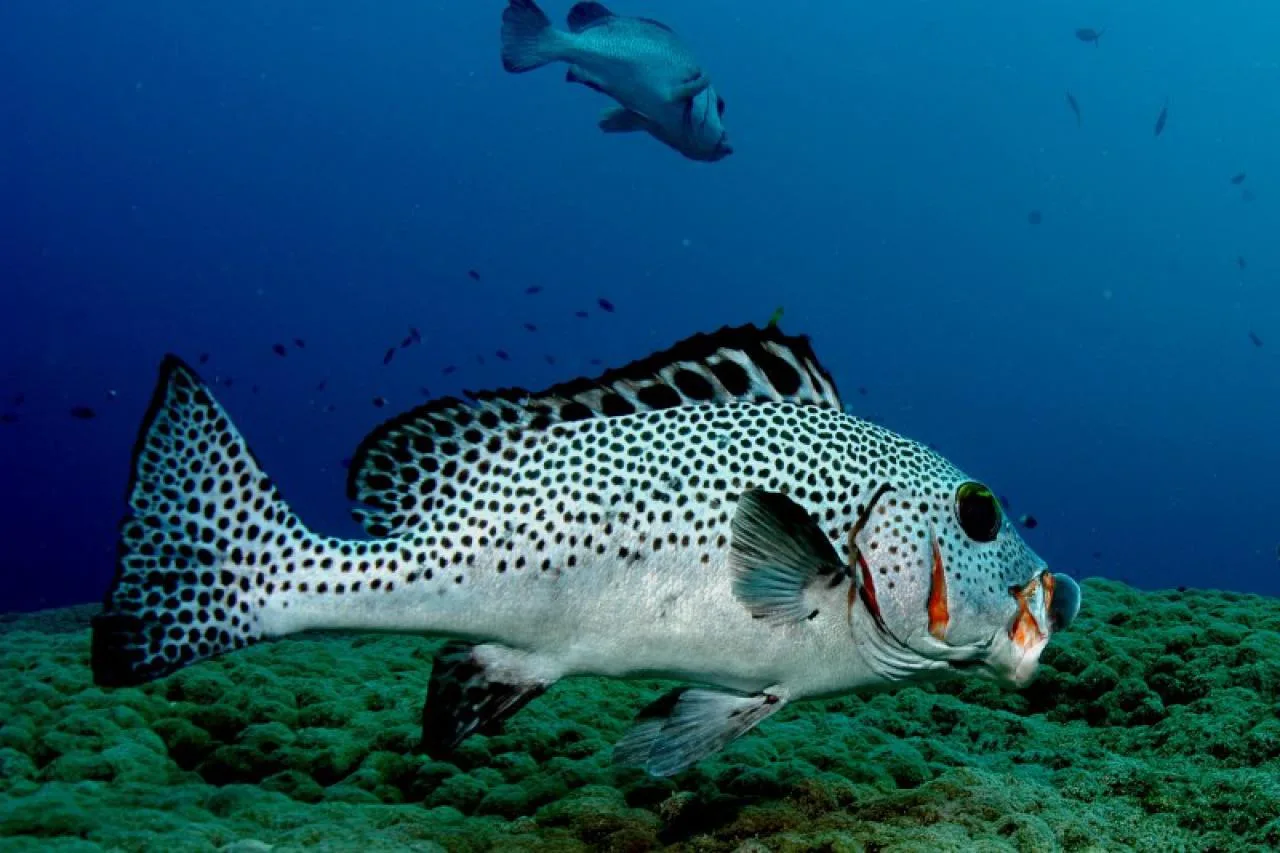 Night Scuba Dive on Praslin Island