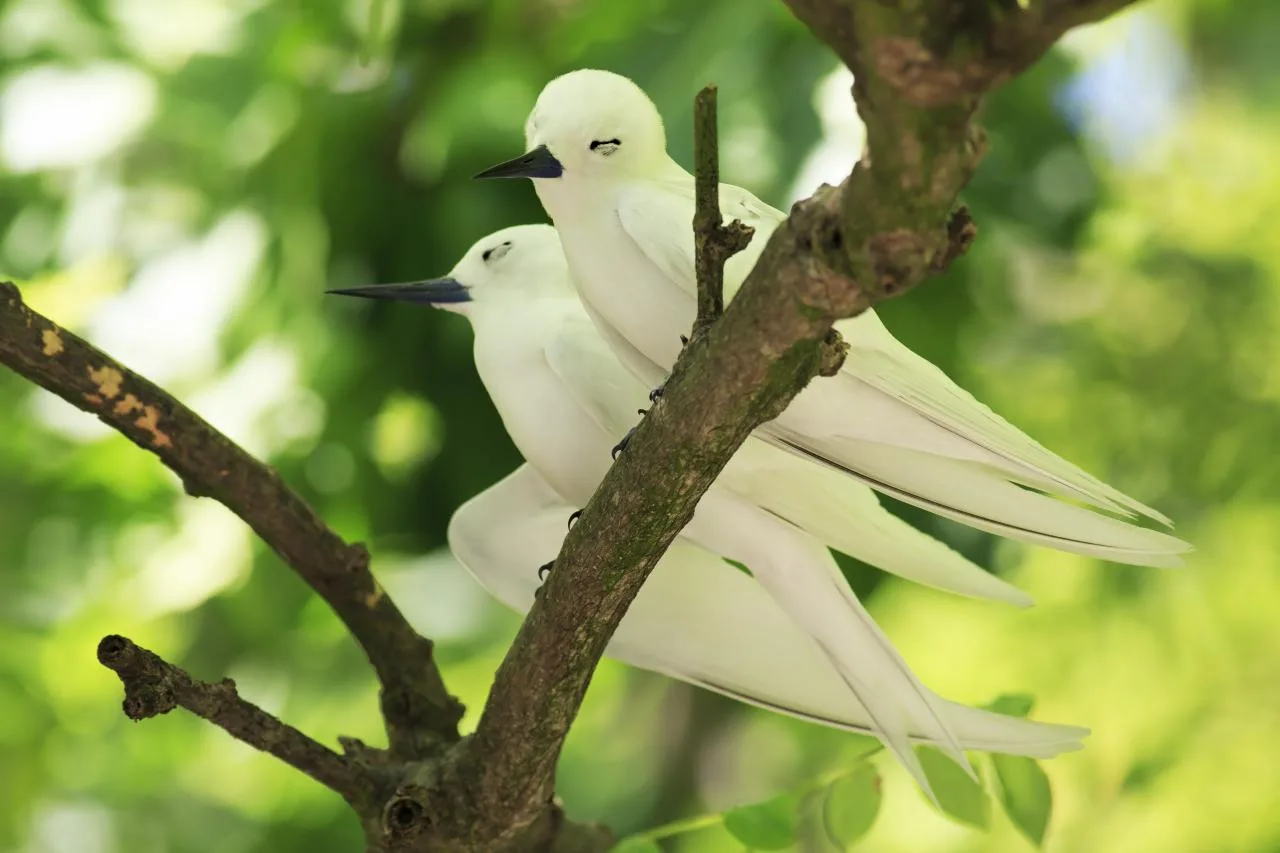 Vanaf Praslin: Halfdaagse boottour naar Cousin Island