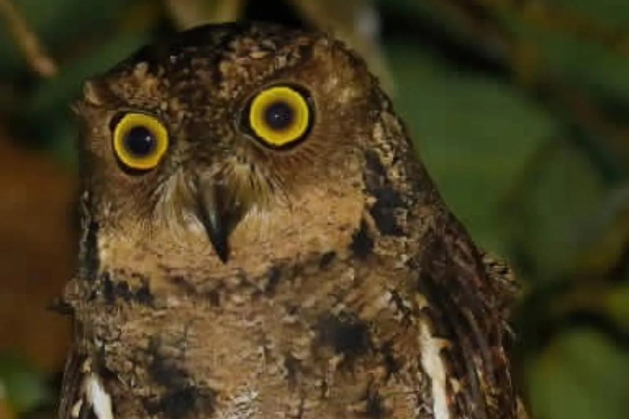 Visite nocturne du Scops Owl des Seychelles
