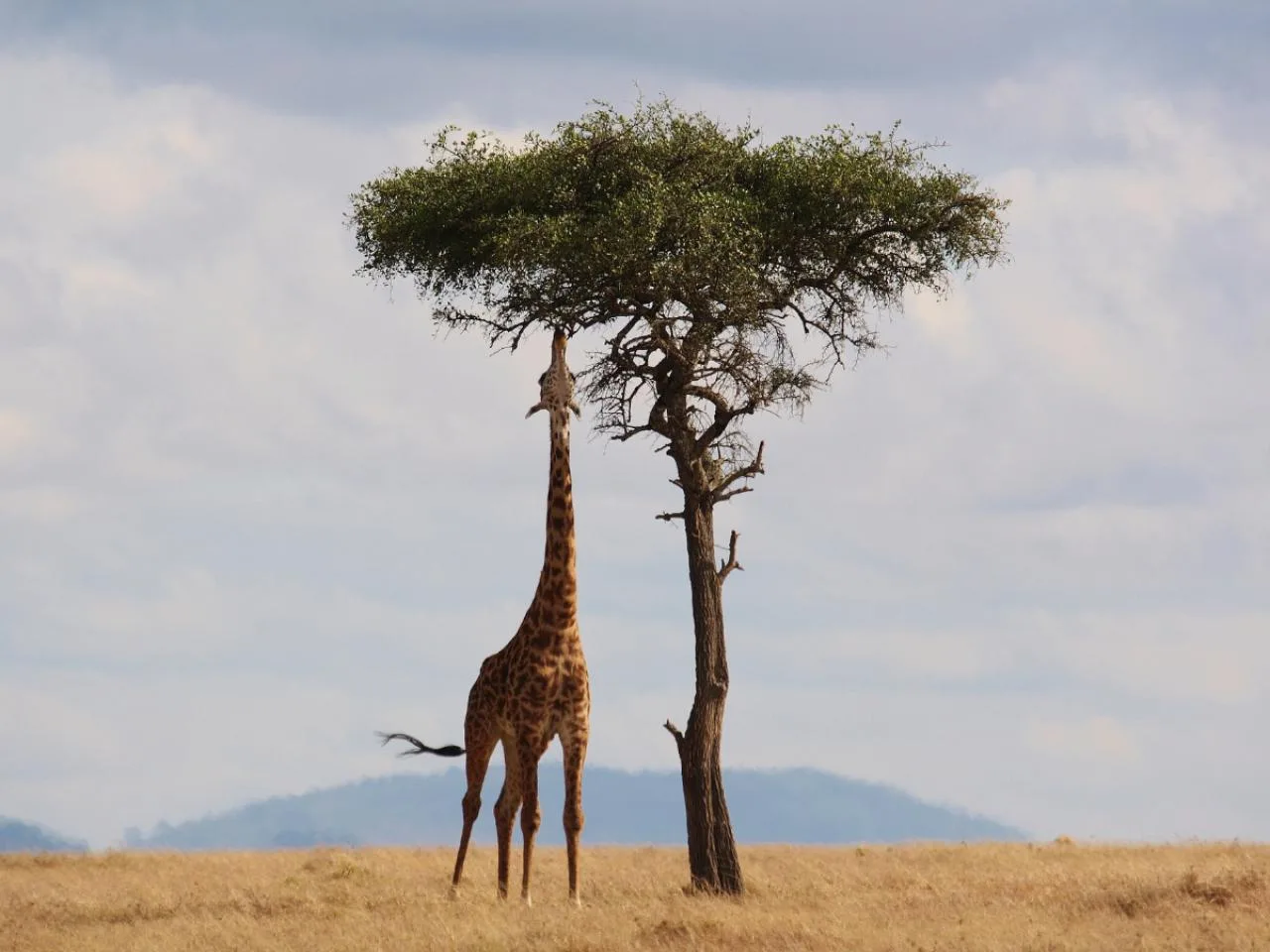 3-Day Kenya Masai Mara Budget Safari