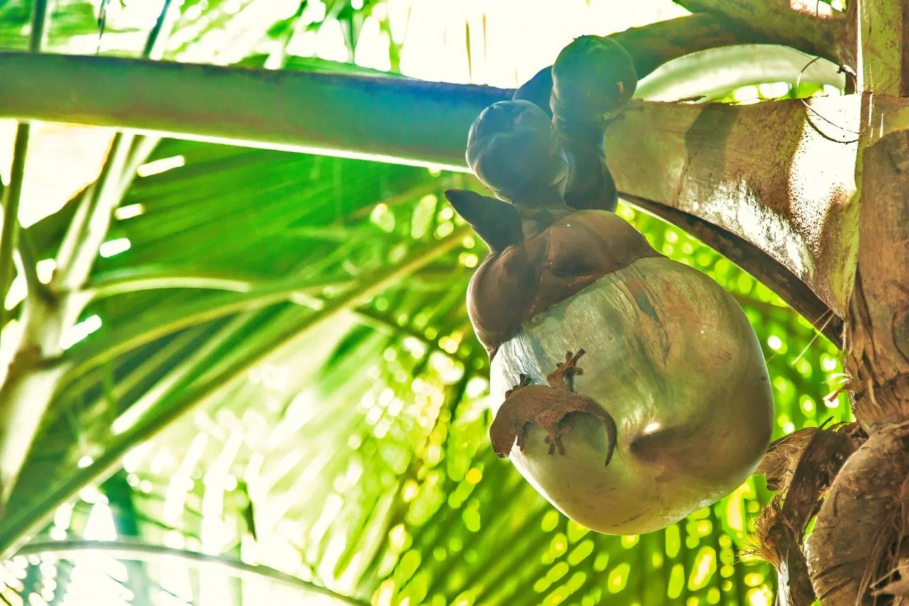 Private Full-Day Discovery Tour of Praslin
