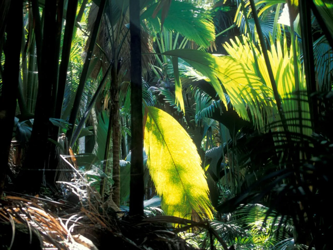 2-Hour Vallée de Mai Tour – Discover the Heart of Praslin!
