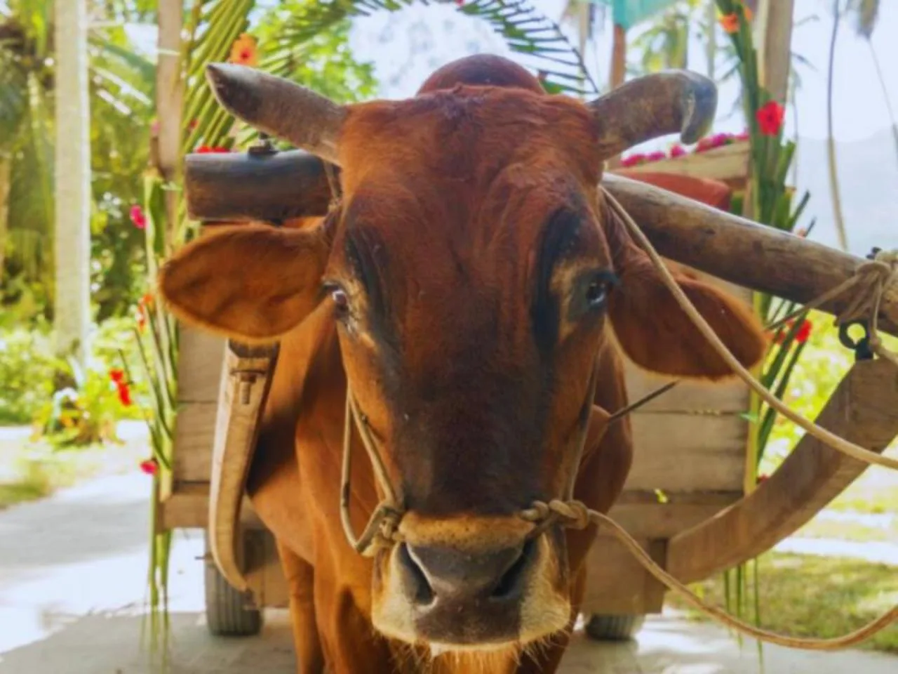 Visite guidée en charrette à bœufs de l'île La Digue - Demi-journée