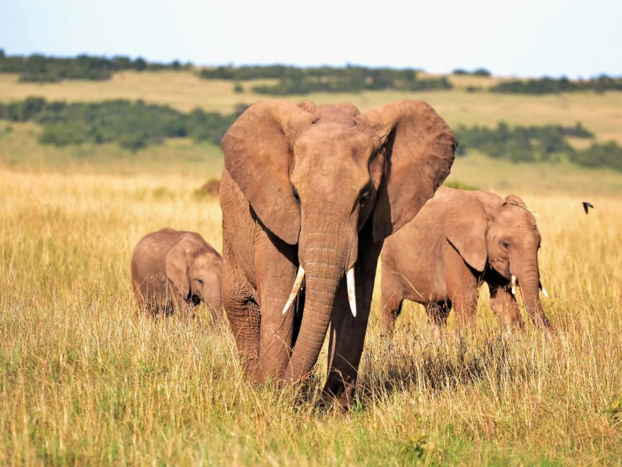 3-daagse Masai Mara National Reserve Safari met safariwagen