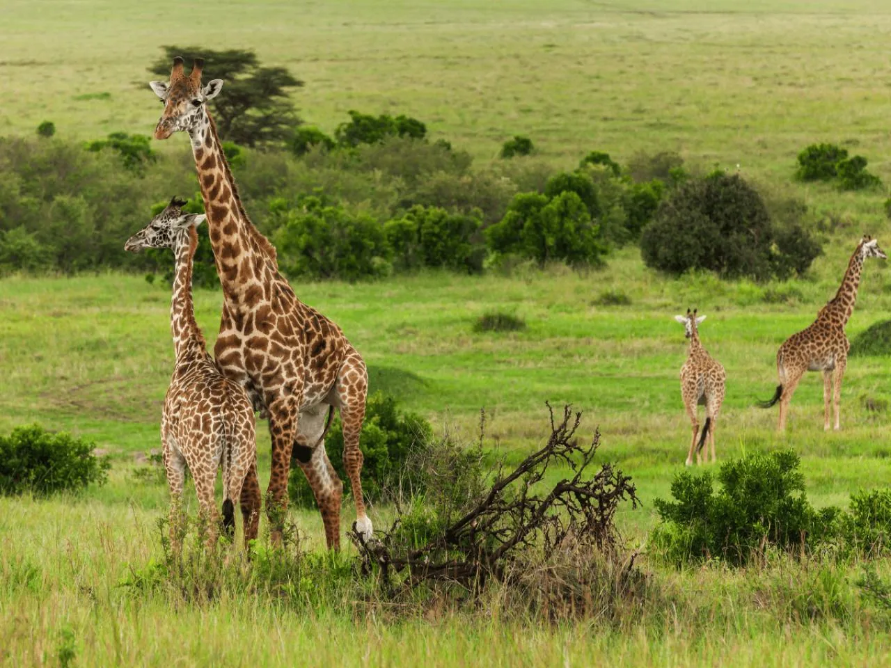 7-Day Budget Safari