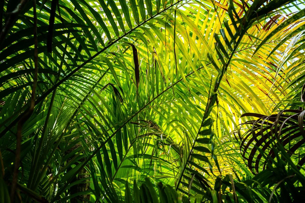 Private Half-Day Discovery Tour of Praslin
